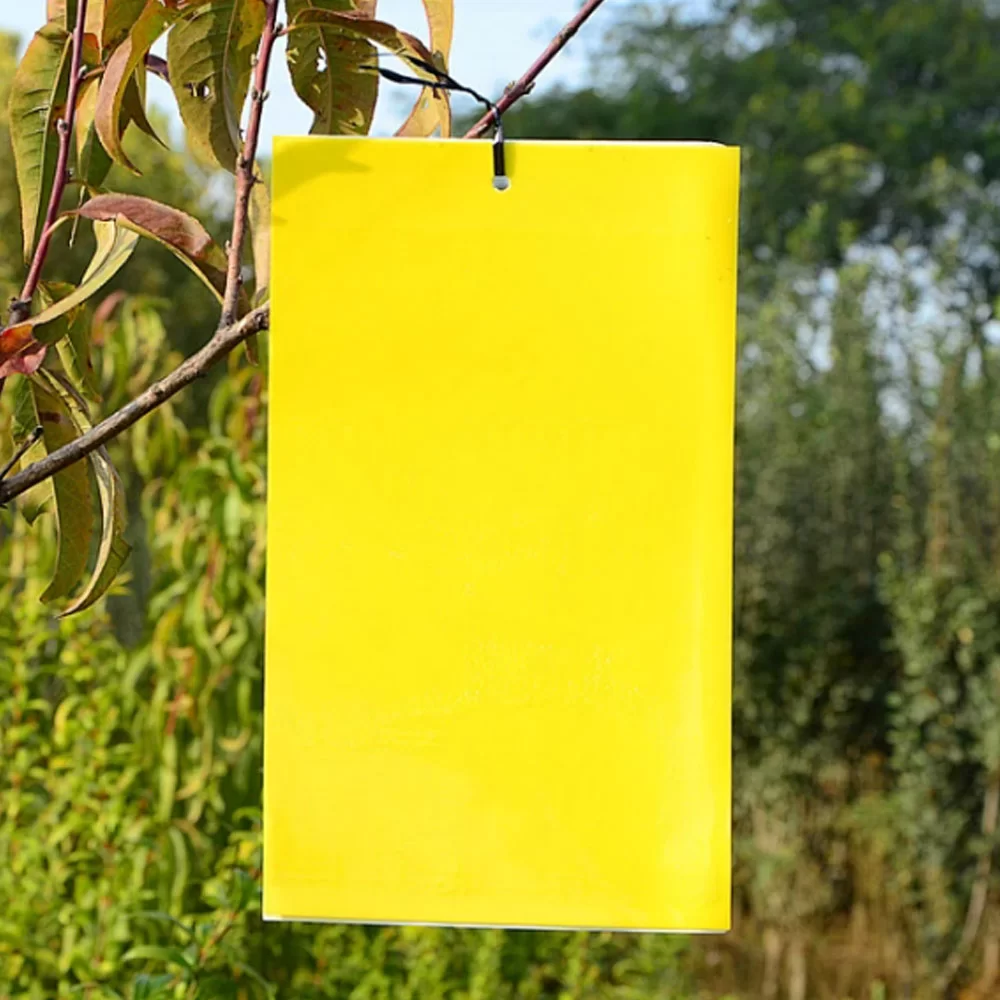 Sticky Trap